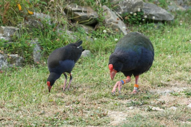 Takahe Pukeko