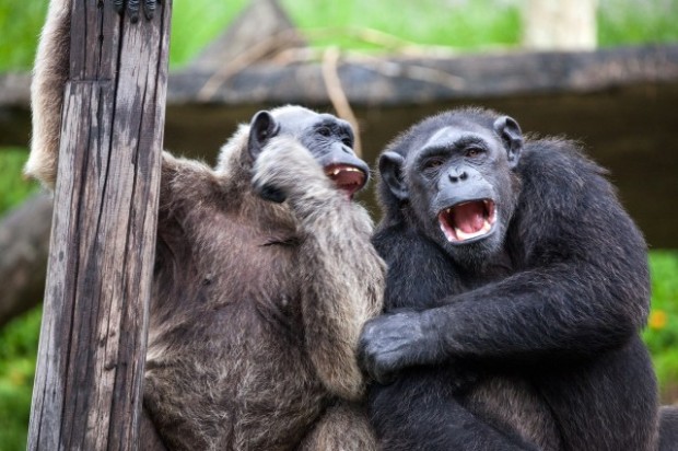 monkeys